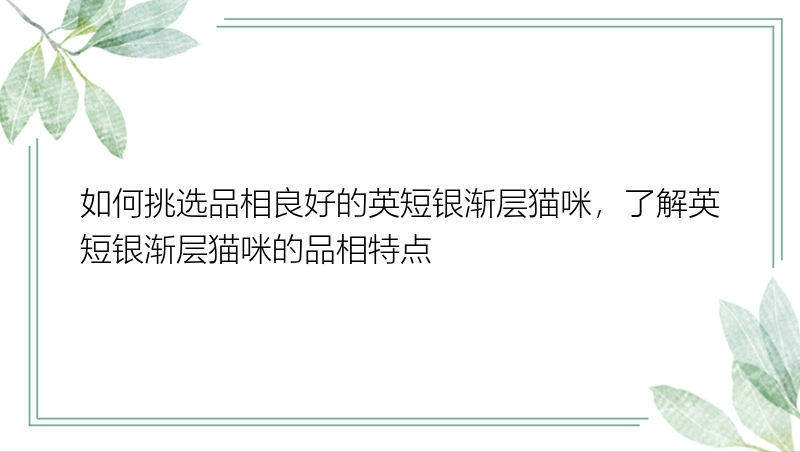 如何挑选品相良好的英短银渐层猫咪，了解英短银渐层猫咪的品相特点