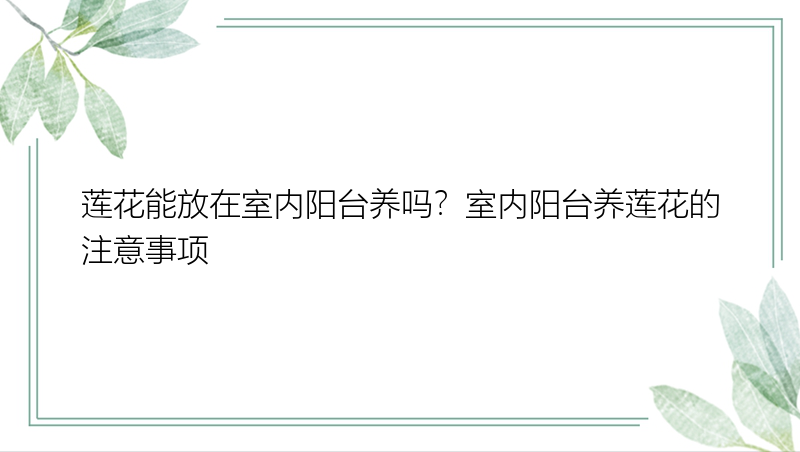 莲花能放在室内阳台养吗？室内阳台养莲花的注意事项