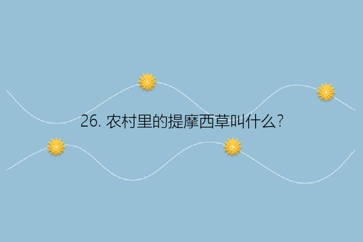 26. 农村里的提摩西草叫什么？